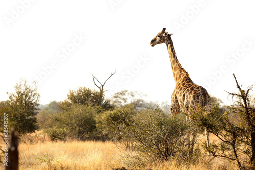 African Giraffe in a South African wildlife reserve