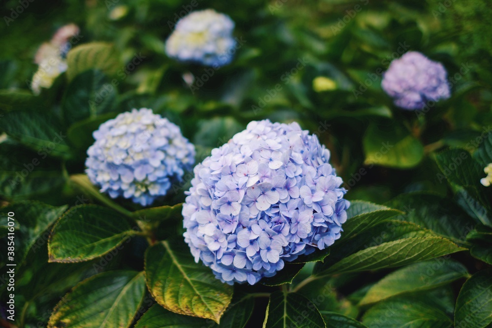 Closeup of beautiful blue and purple hydrangea flower in a garden. Closeup of beautiful blue and purple hydrangea flower in a garden.