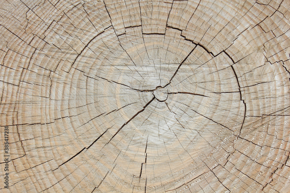 Fototapeta premium 切り株の年輪