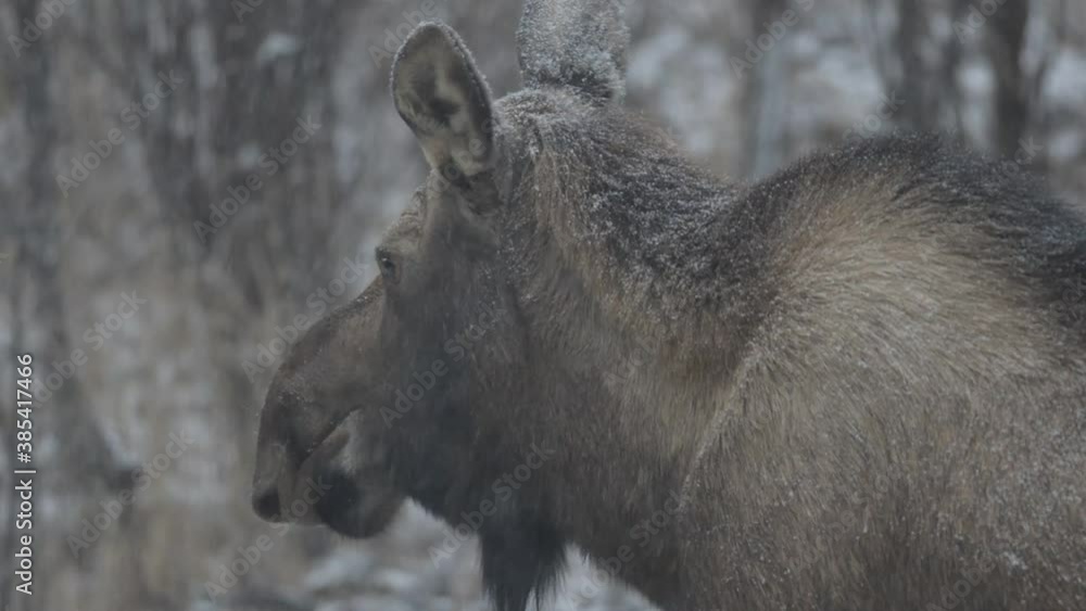 Alaska moose standing placidly in a snowstorm. Alaska moose standing placidly in a snowstorm.