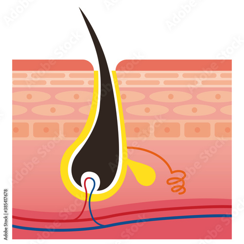 Cross section of pore and skin.  Pale colored illustration in flat cartoon style.