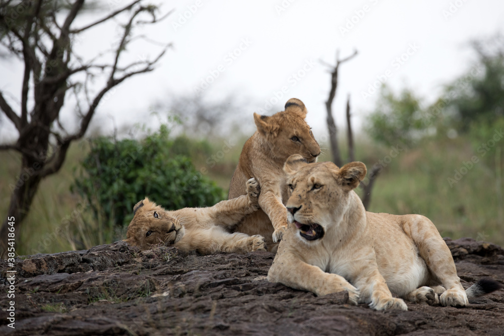 A Lion (panthers leo) with cubs in the early evening on a rock in northern Kenya. A Lion (panthers leo) with cubs in the early evening on a rock in northern Kenya.