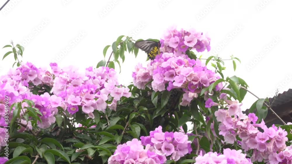 Beautiful butterfly flying on a bush purple flower eats nectar and the insect collects nectar. butterfly flying on a bush purple flower eats nectar and the insect collects nectar. Beautiful butterfly flying on a bush purple flower eats nectar and the insect collects nectar. butterfly flying on a bush purple flower eats nectar and the insect collects nectar.
