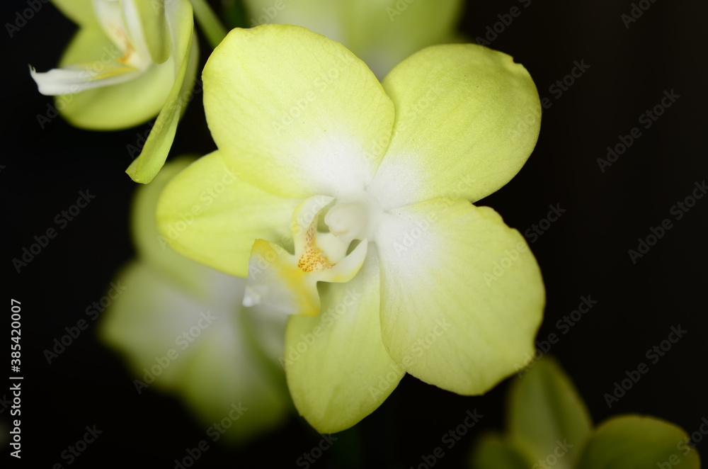 Fototapeta premium Flower