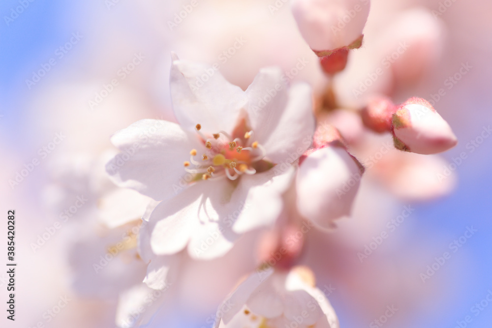 Obraz premium シダレザクラ