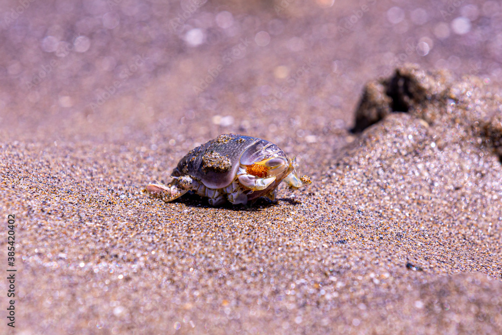 Up close photo of a mole (sand) crab (Emerita talpoida) with red eggs on it Up close photo of a mole (sand) crab (Emerita talpoida) with red eggs on it