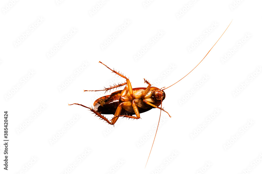 Top view a dead cockroach on white background Top view a dead cockroach on white background