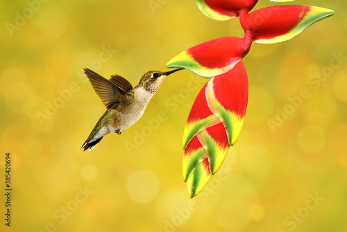 Hummingbird feeding from Heliconia flower