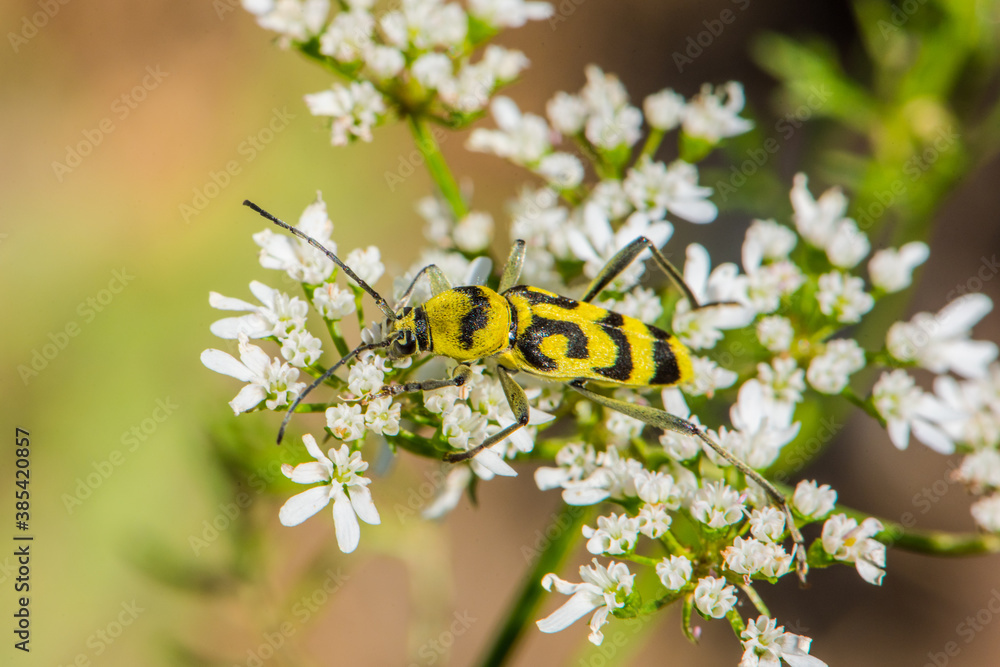 Beetle of Elateroidea subfamily on a flower Beetle of Elateroidea subfamily on a flower