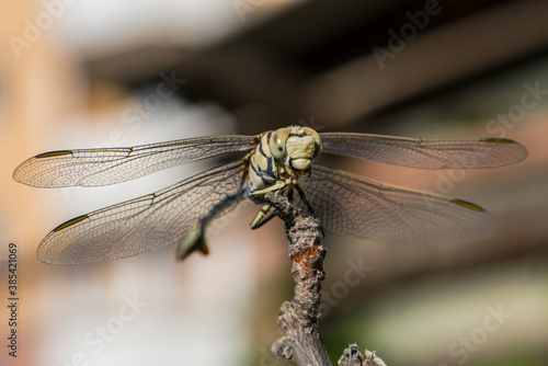 Dragonfly Lindenia tetraphylla  in summer © Vlad