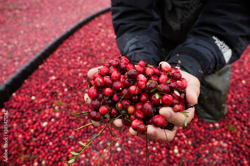 Canvas Print Scoop up cranberries from the bog - harvest cranberry