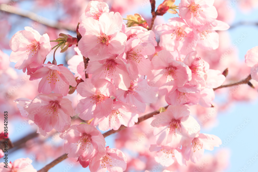 Obraz premium ヨウコウザクラ