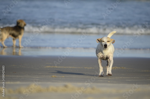 Fototapeta Naklejka Na Ścianę i Meble -  Dog on the beach
