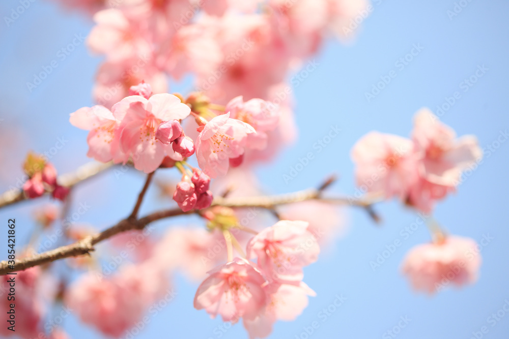 ヨウコウザクラ