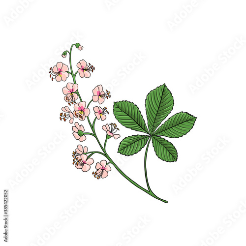 vector drawing horse chestnut plant