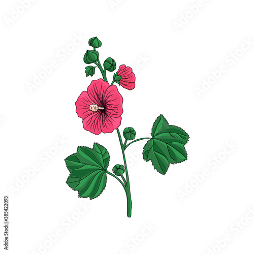 vector drawing hollyhock plant photo