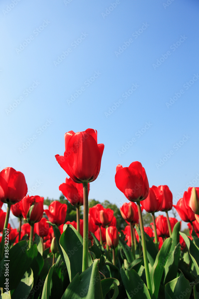 Naklejka premium 赤いチューリップ