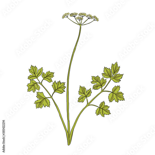 vector drawing celery