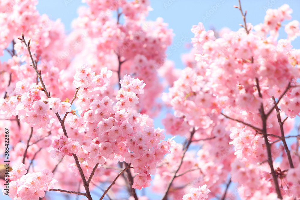 Obraz premium ヨウコウザクラ