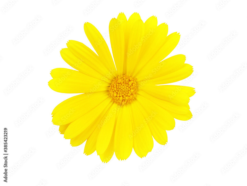 Obraz premium Marigold flowers. A flower of calendula isolated on a white background. Yellow flower of calendula