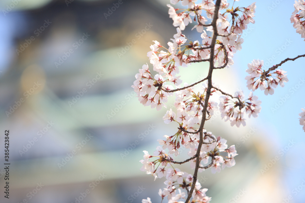 Obraz premium 大阪城と桜