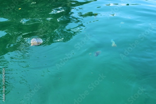 Fotografija Jellyfish appear on the surface of the lake.