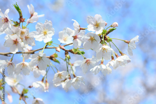 桜