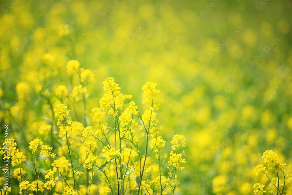 菜の花