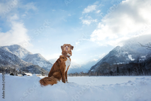 dog in winter on a background of mountains. Nova Scotia Duck Tolling Retriever in nature
