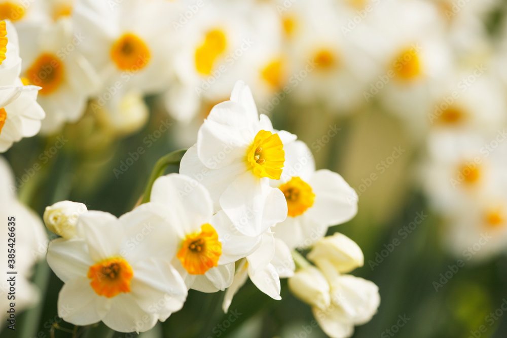 白水仙 Images Browse 40 Stock Photos Vectors And Video Adobe Stock 白水仙 Images Browse 40 Stock Photos Vectors And Video Adobe Stock