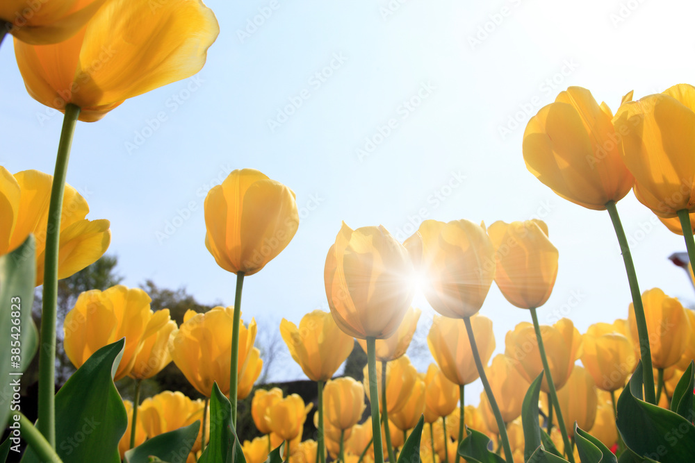 Obraz premium 黄色いチューリップ