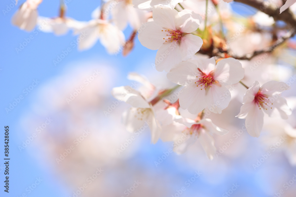 桜と青空 桜と青空