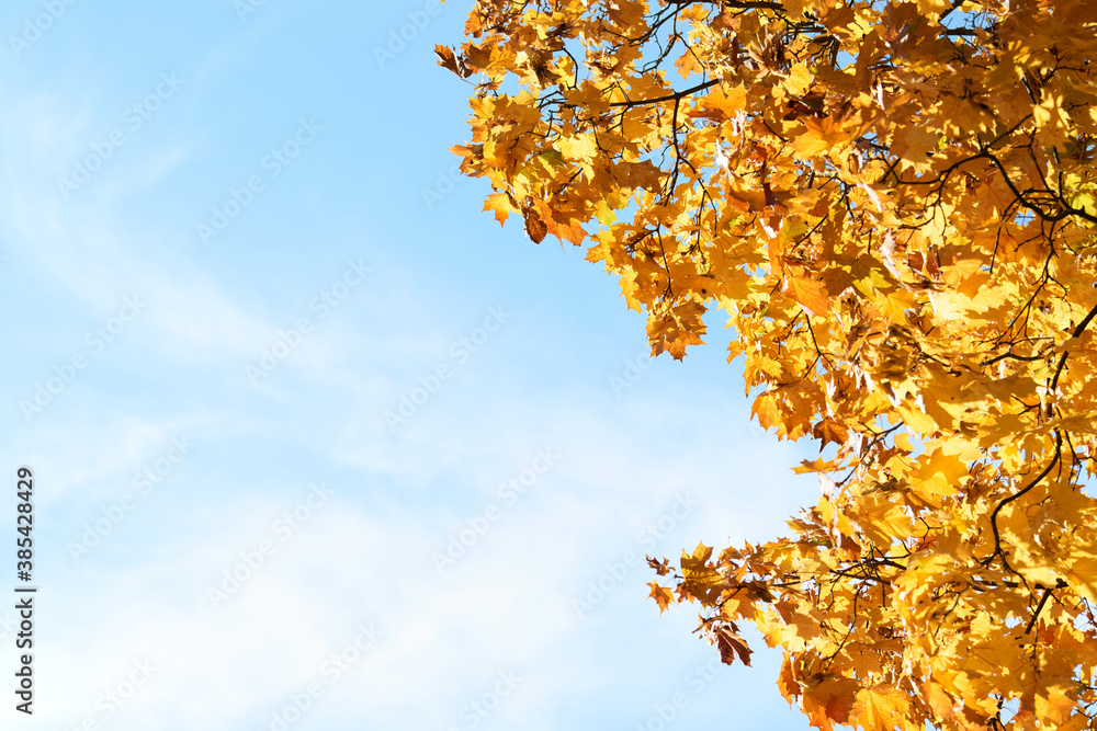 Colorful autumn leaves and branches against the blue sky and sun. Season, nature, autumn card, thanksgiving, fall background concept.Copy space, selective focus.. Colorful autumn leaves and branches against the blue sky and sun. Season, nature, autumn card, thanksgiving, fall background concept.Copy space, selective focus..