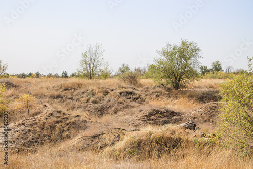 Field  dry yellow grass  blue sky  lonely trees  nature  desert.