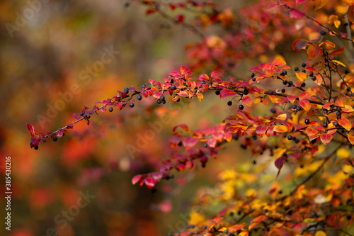 Real autumn backround: Cotoneaster lucidus with berries iluminated by sunlight on a beautiful day. Colorful fall season