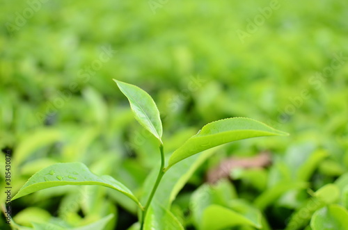 tea leaves on a blurry background