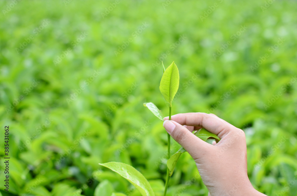 picking tea leaves on a blurry background picking tea leaves on a blurry background