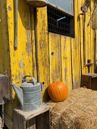 pumpkin on the farm © Bethany