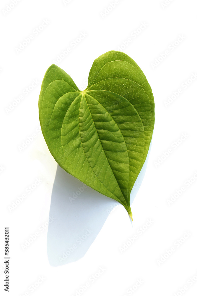 Heart shape green leaf isolated white background. Leaf a sponge gourd. Heart shape green leaf isolated white background. Leaf a sponge gourd.