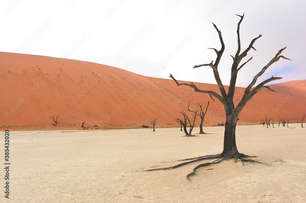 Trees and landscape of Dead Vlei desert, Namibia, South Africa
