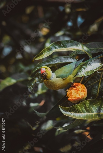 Parrot eating mango