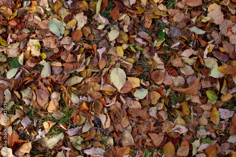 Real natural backround: brown, orange and yellow leaves on the ground. Fall season pattern