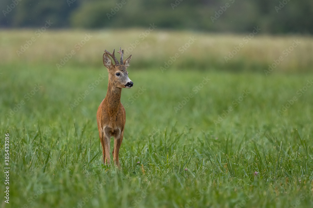 Portrait of roe deer buck. Roe deer buck during matting season. Wildlife. Capreolus capreolus, Slovakia