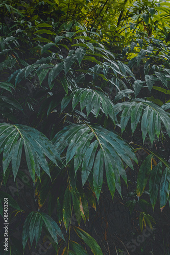 Fototapeta Naklejka Na Ścianę i Meble -  Tropical Palm in Reunion Island