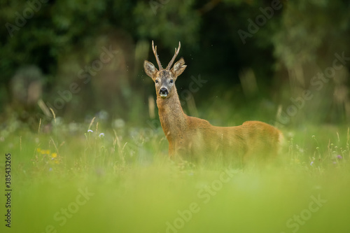 Portrait of roe deer buck with torn ear. Roe deer buck during rutting season. Wildlife, Capreolus capreolus, Slovakia.