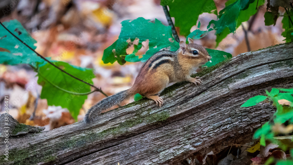 chipmunk chipmunk