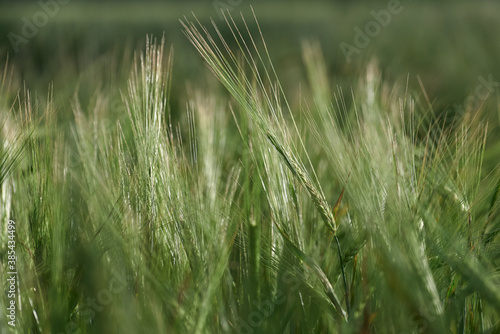 Ears of malting barley in the field
