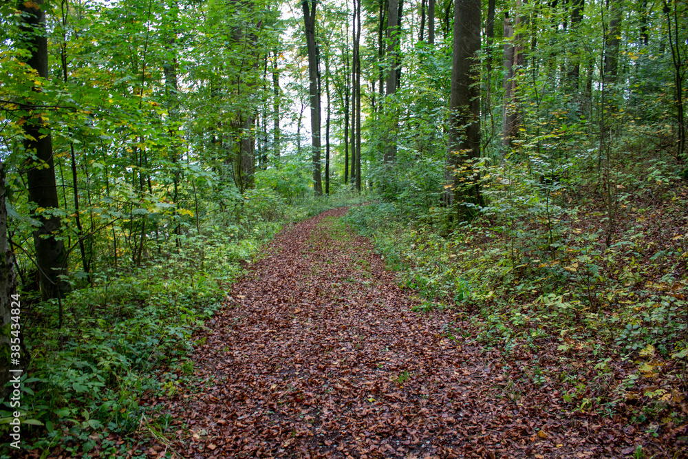Obraz premium Herbstlaub Waldweg Wald Laub auf Weg