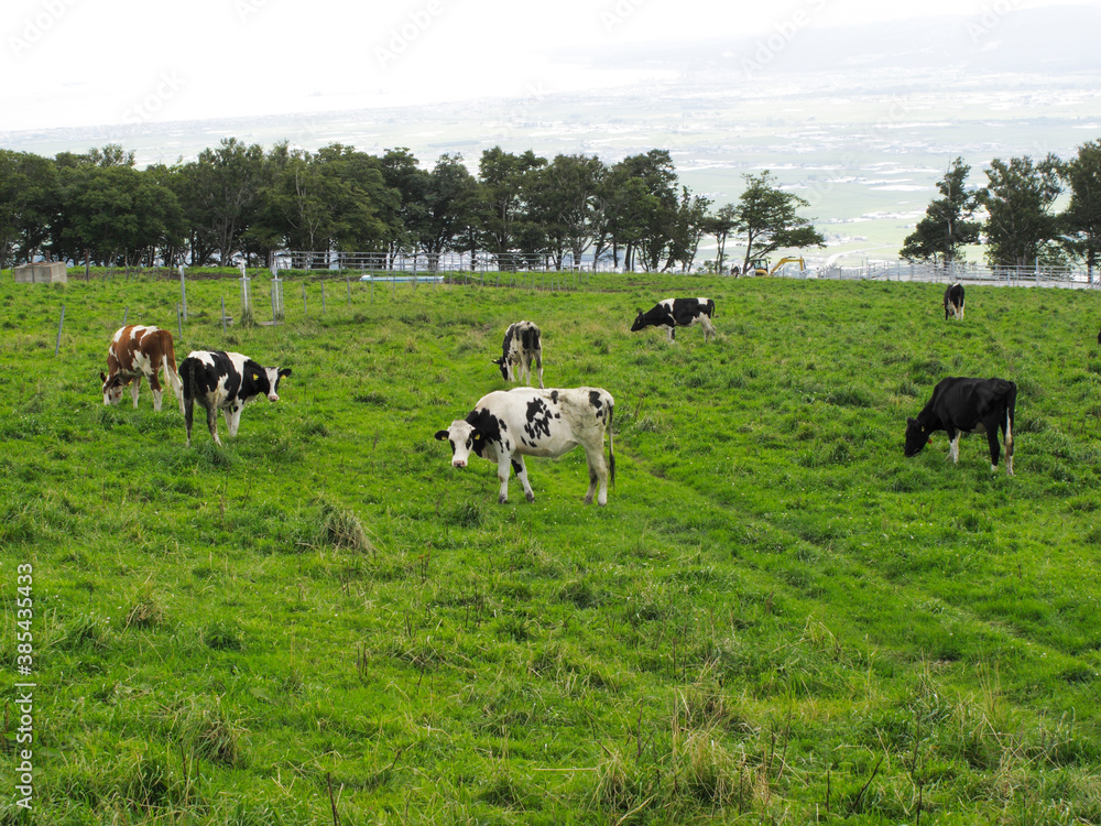 乳牛と牧草