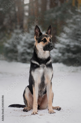 east European shepherd dog sitting portrait winter on forest background